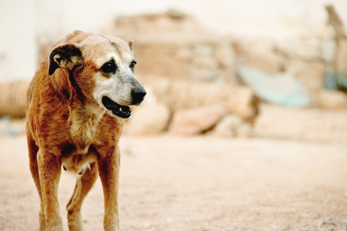 La Leishmaniosi nel cane